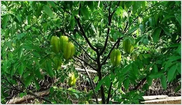 杨桃想要高产的施肥诀窍 | 种植施肥