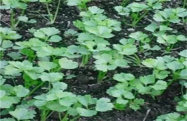 植物育苗|芹菜什么时候育苗最好，芹菜播种育苗方法和栽种时间）