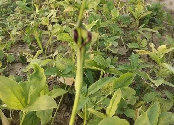 冬天植物|半夏冬天会冻死吗