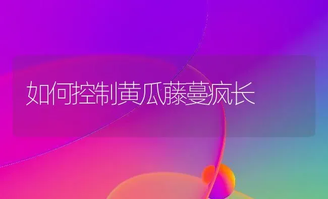 如何控制黄瓜藤蔓疯长 | 蔬菜种植