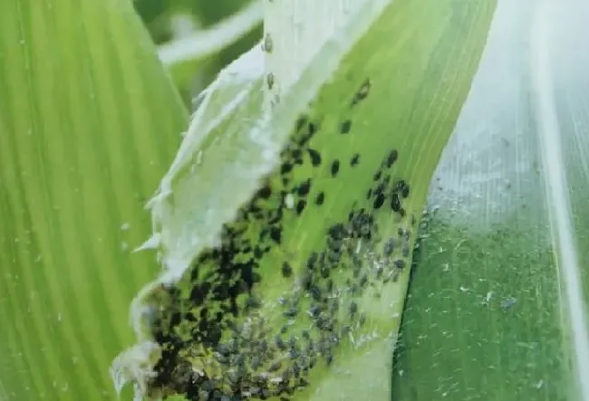 植物虫害|玉米杆生了蚜虫怎么处理（玉米地蚜虫危害特点及打药配方）