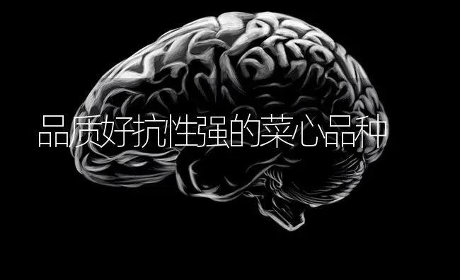 品质好抗性强的菜心品种 | 蔬菜种植