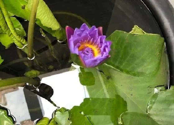种植方法|碗莲怎么种 种植时间与方法步骤