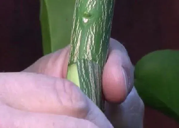 植物发芽|橘子树芽接最佳时间和技术方法