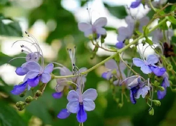 开花时间|蓝蝴蝶一年开几次花