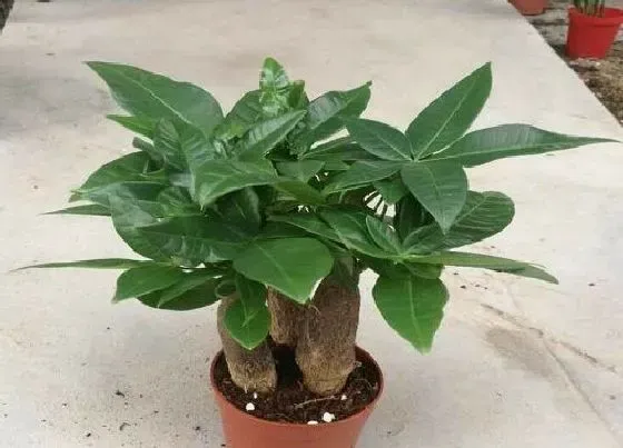 植物施肥|发财树施什么肥最好