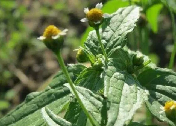 开花时间|小米菊是四季开花吗