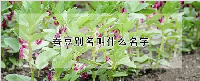 蚕豆别名叫什么名字 | 耕种资料