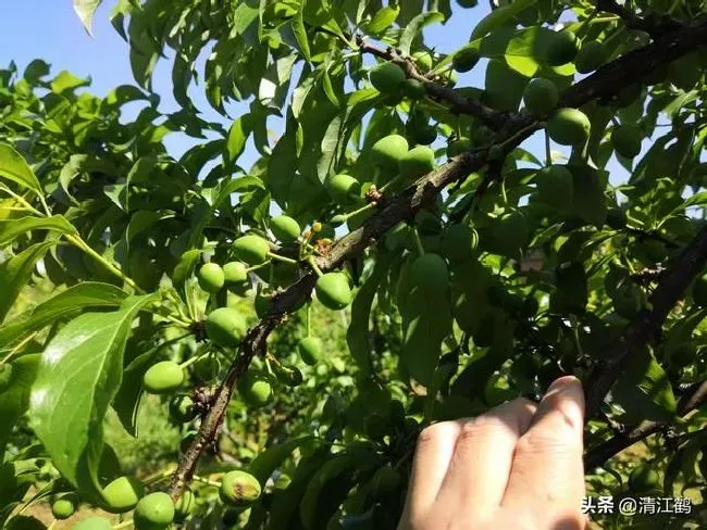 植物施肥|果树缺钙用什么肥料最适合，果树需补什么钙肥最好）