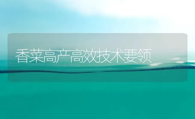 香菜高产高效技术要领 | 蔬菜种植