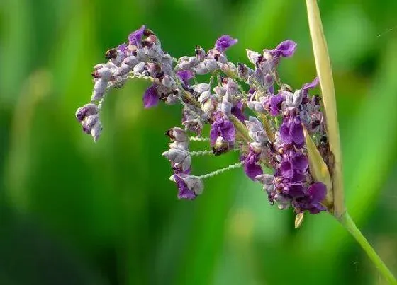 花期|再力花花期是什么时候