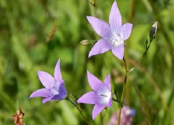 花期|桔梗花期多长时间