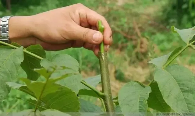 核桃烂皮病的发病原因症状及防治方法 | 种植病虫害