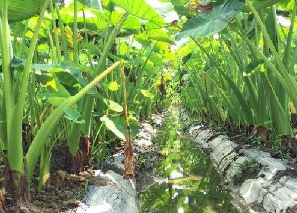 植物浇水|芋头多久浇一次水