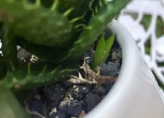 种植土壤|多肉植物怎么配土 种植土的配制方法