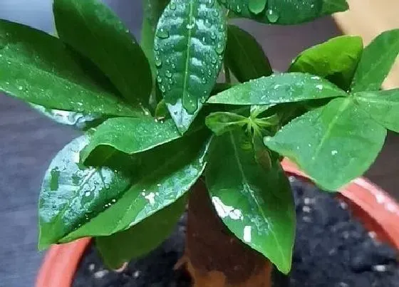 摆放常识|搬新家客厅放什么植物好 适合摆放的盆栽