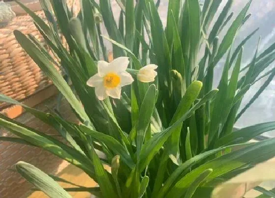 植物招财|属猪养什么植物旺财