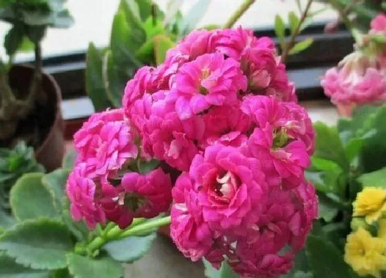 植物施肥|如意花施什么肥最好