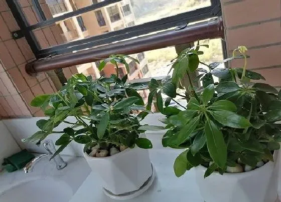 植物寓意|八方来财树开花预示着什么意思