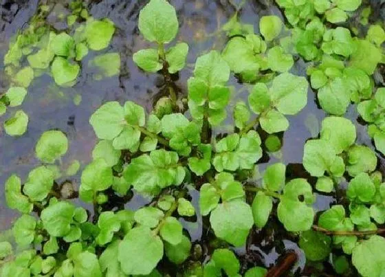 植物百科|和香菜很像的草叫什么