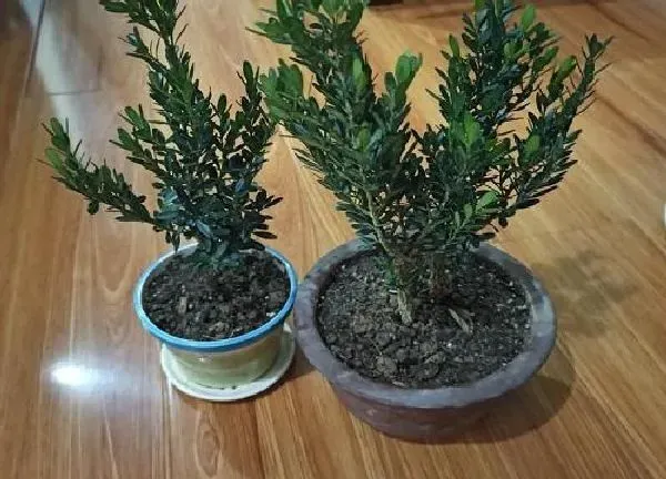 植物发芽|黄杨不发芽怎么办