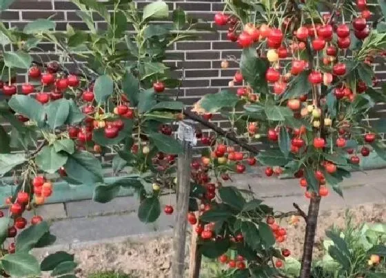 植物施肥|樱桃树几月份上水溶肥，樱桃树什么时候用水溶肥最好）