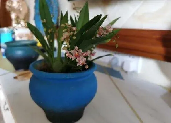植物浇水|兰花水浇多了怎么办
