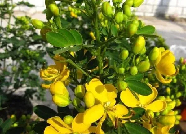 植物扦插|黄花槐几月份扦插最好