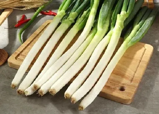 植物百科|葱是一年生还是多年生