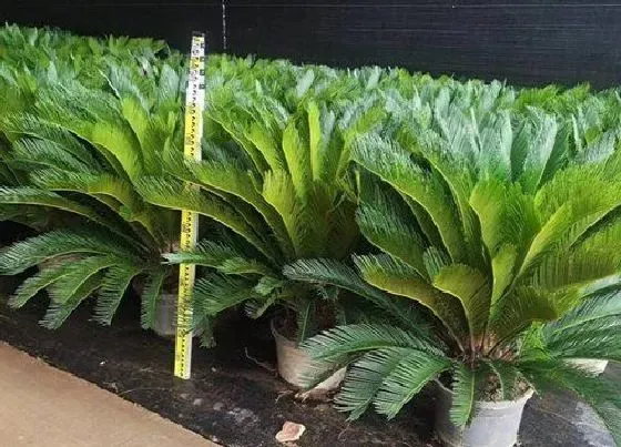 种植位置|铁树可以种在院子里吗