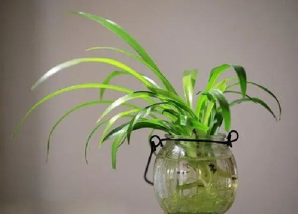 植物浇水|复合肥可以浇吊兰吗