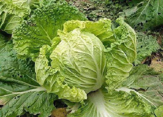 植物种类|白菜是种子植物吗