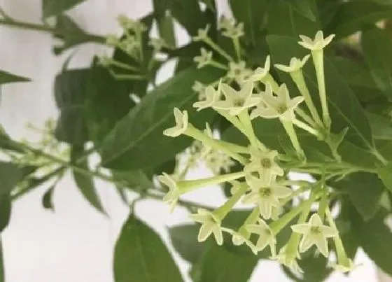 开花时间|夜来香是什么季节开的花