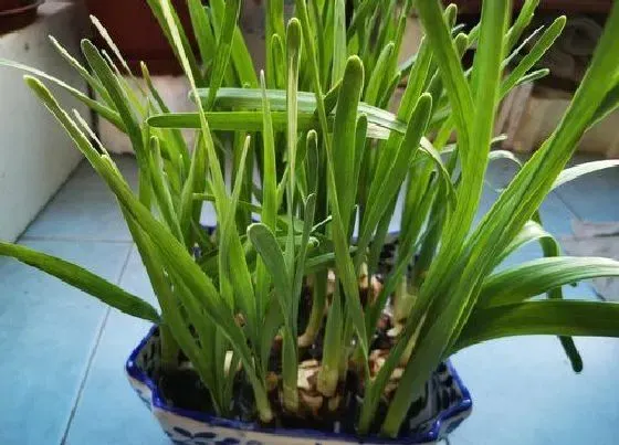植物排行|不怕冷的植物有哪些