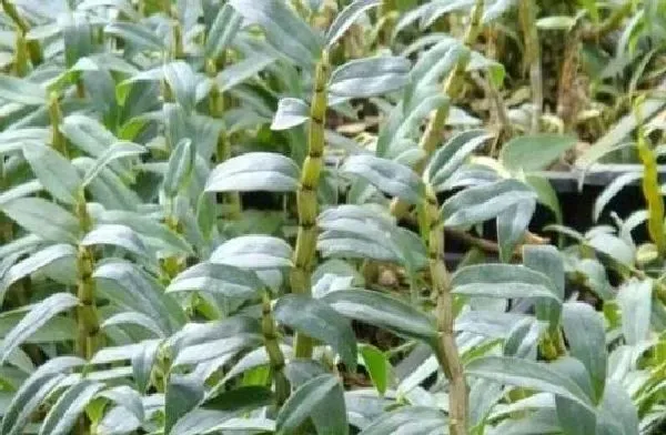 植物浇水|铁皮石斛浇水时间和正确方法