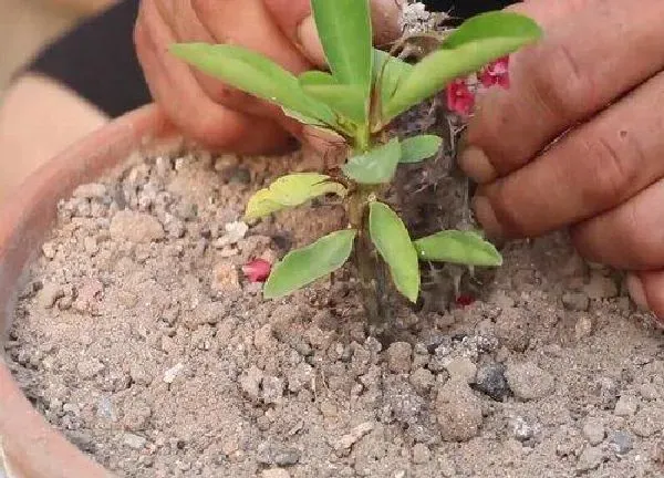 植物扦插|刺梅花几月份扦插最好