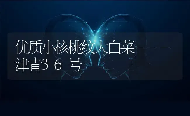 优质小核桃纹大白菜---津青36号 | 蔬菜种植