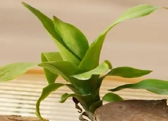 植物繁殖|巴西木怎么繁殖方法和注意事项
