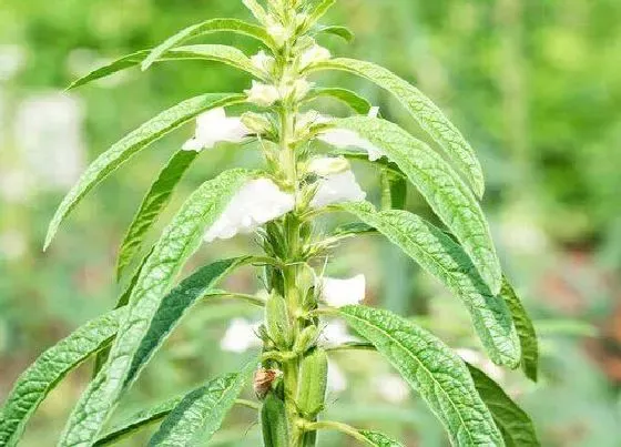 开花时间|芝麻花什么时候开花 开花时间是几月份