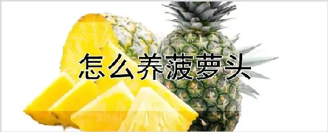怎么养菠萝头 | 农业技术