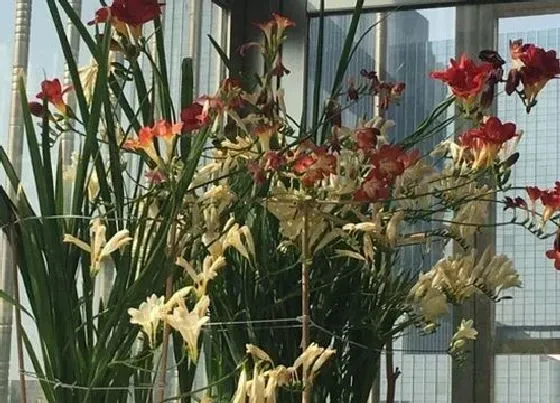 植物排行|不怕冷的植物有哪些