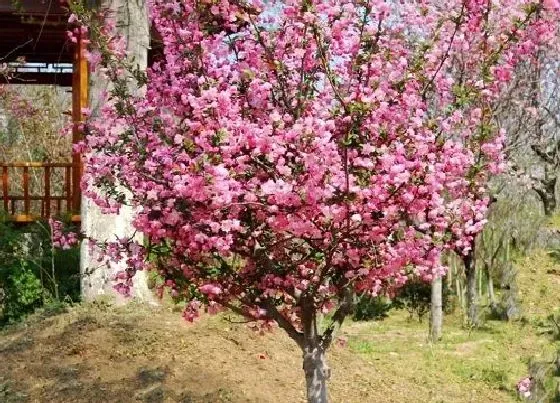 开花时间|海棠树什么时候开花 花期多长时间