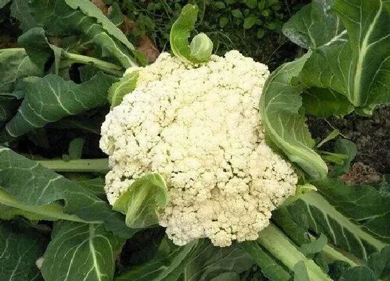 食用常识|花菜含糖量高吗