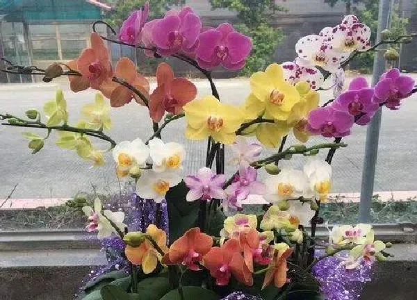 植物浇水|兰花水浇多了怎么办