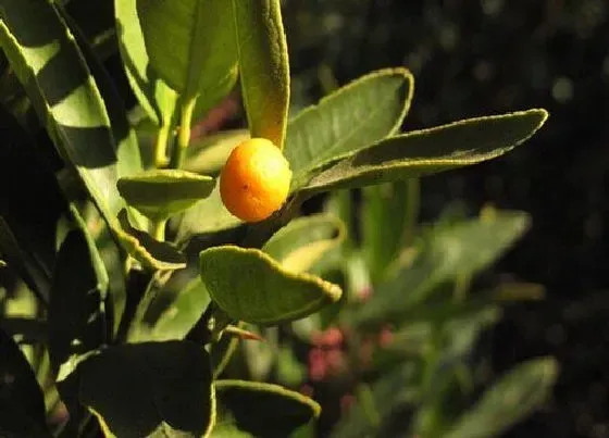 冬天植物|金豆耐寒吗