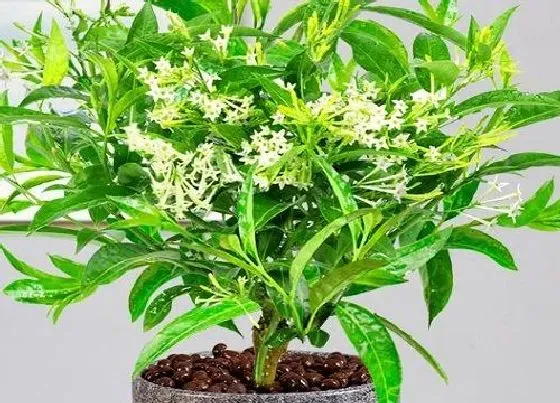 开花时间|夜来香是什么季节开的花