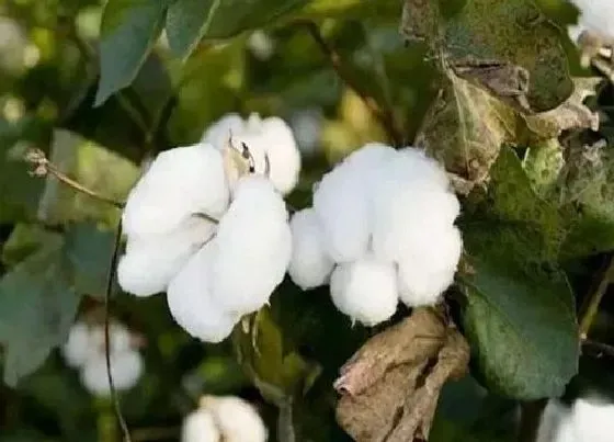 植物百科|世界上最早种植棉花的国家（棉花最早种植于哪个朝代）