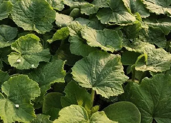 种植管理|南瓜如何栽培和管理才能高产，南瓜的种植方法与栽培技术）