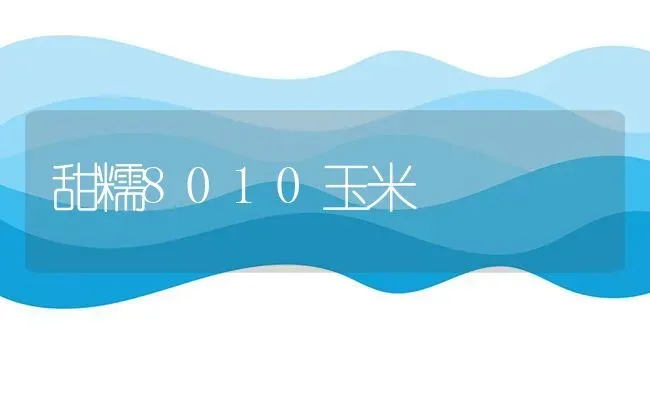 甜糯8010玉米 | 粮油作物种植