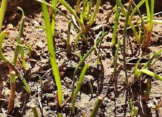 植物播种|风雨兰什么时候播种合适